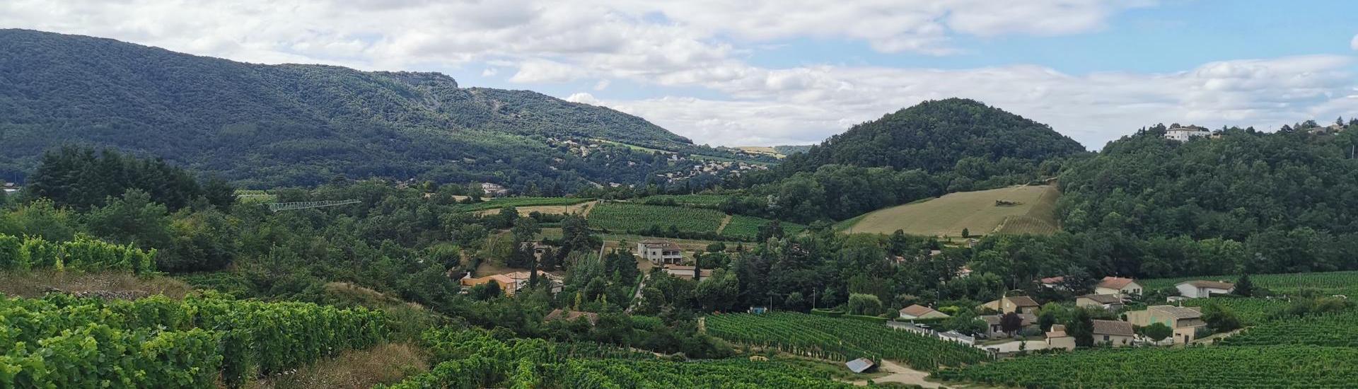 paysage vigne